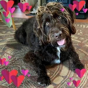 Meet your Posher, Joyce